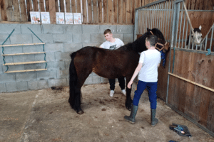 EPI cheval - collège professionnel